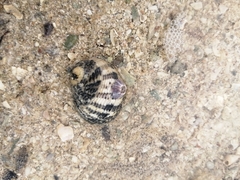 Nerita tessellata