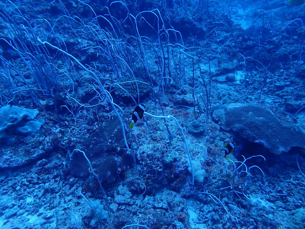 Fragile sea whip