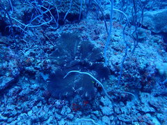 Stichodactyla