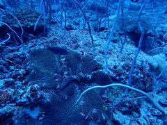 Stichodactyla