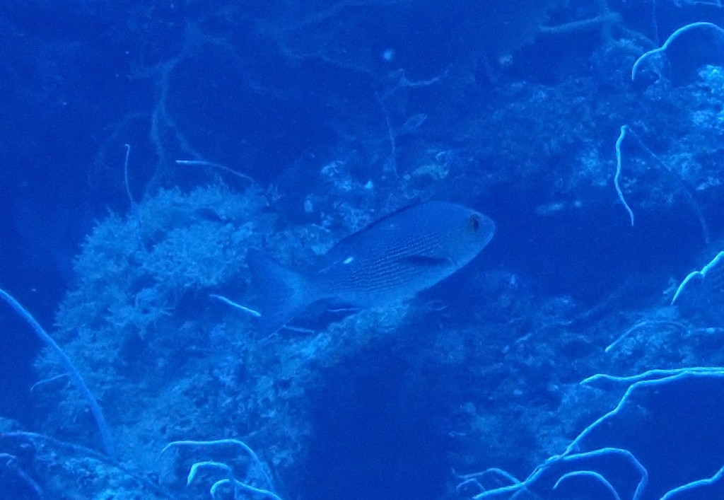 Two-spot Red Snapper (Lutjanus bohar) — recorded at Koh Tachai Pinnacle