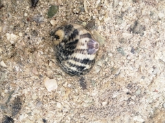 Nerita tessellata