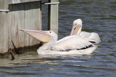 Pelecanus erythrorhynchos