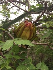 Selenicereus monacanthus
