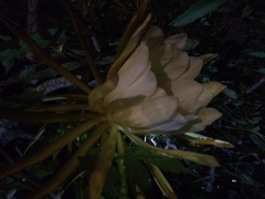 Selenicereus monacanthus