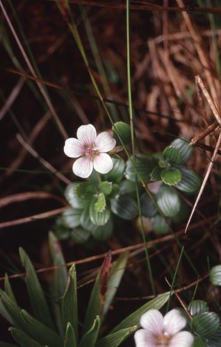 nohoanu (Geranium hillebrandii)