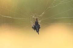Gasteracantha diardi