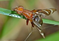 Tritoxa incurva