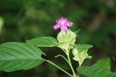 Ruellia inundata