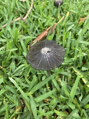 Coprinus spadiceisporus