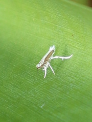 Epicephala trigonophora