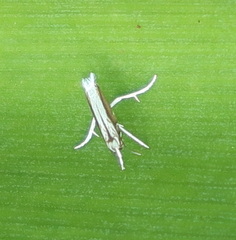 Epicephala trigonophora