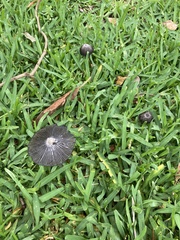 Coprinus spadiceisporus