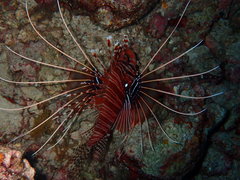 Pterois