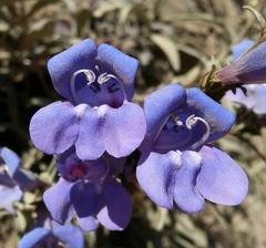 Penstemon heterophyllus purdyi