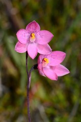 Thelymitra × irregularis
