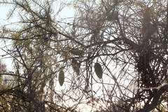 Leichhardtia australis