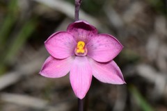 Thelymitra × irregularis