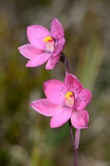 Thelymitra × irregularis