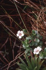 Geranium hillebrandii