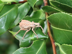 Leptopius orthodoxus