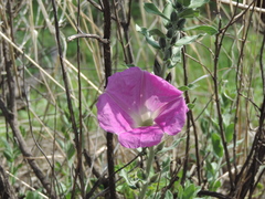 Ipomoea lenis