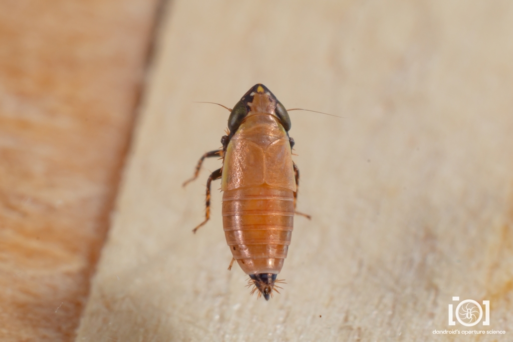 Lonatura bicolor