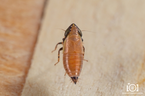 Lonatura bicolor