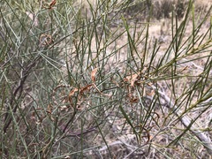 Acacia rigens