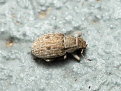 Eurymetopus birabeni