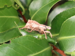 Leptopius orthodoxus