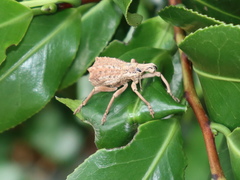 Leptopius orthodoxus