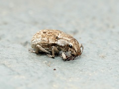 Eurymetopus birabeni
