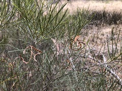 Acacia rigens