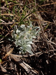 Argyrotegium