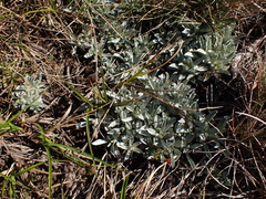 Argyrotegium