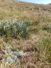 Argyrotegium
