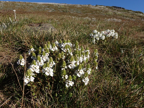 Image of Euphrasia crassiuscula by (c) Nina Kerr, some rights reserved (CC BY)
