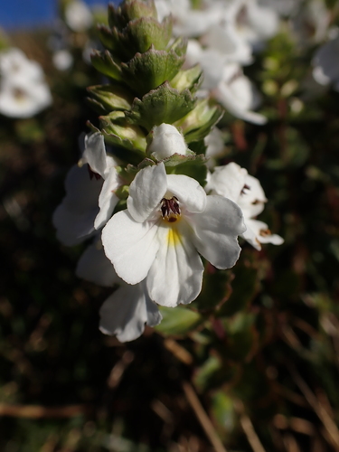 Image of Euphrasia crassiuscula by (c) Nina Kerr, some rights reserved (CC BY)