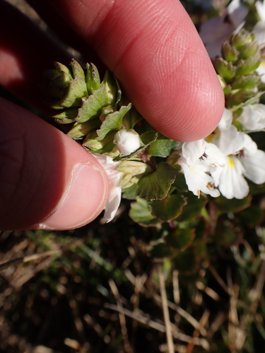 Image of Euphrasia crassiuscula by (c) Nina Kerr, some rights reserved (CC BY)