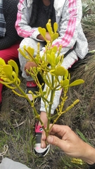 Dendrophthora clavata