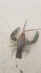 Barbicambarus cornutus