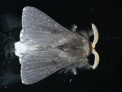 Symphyta nyctopis