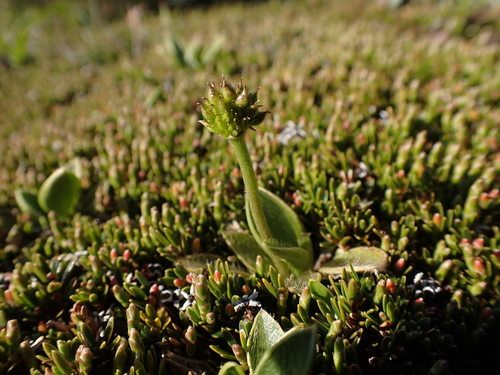 Image of Ranunculus muelleri by (c) Nina Kerr, some rights reserved (CC BY)