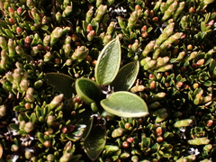 Ranunculus muelleri