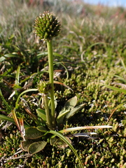 Ranunculus muelleri