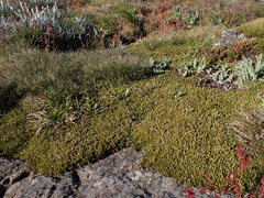 Ranunculus muelleri
