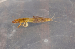 Ichthybotus hudsoni