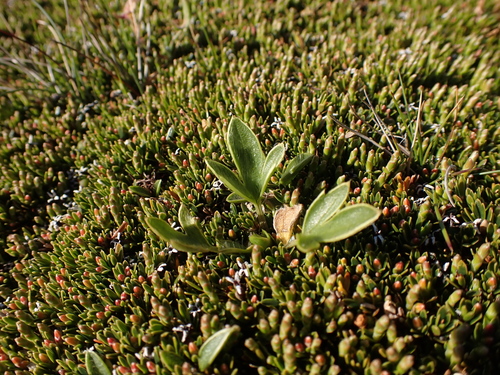 Image of Ranunculus muelleri by (c) Nina Kerr, some rights reserved (CC BY)