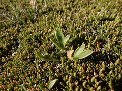 Ranunculus muelleri